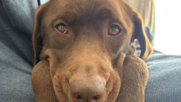 室内で犬を飼う｜リアル日記