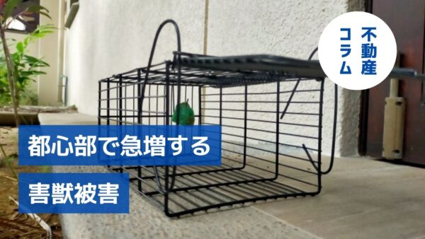 都心部で急増する「害獣被害」
