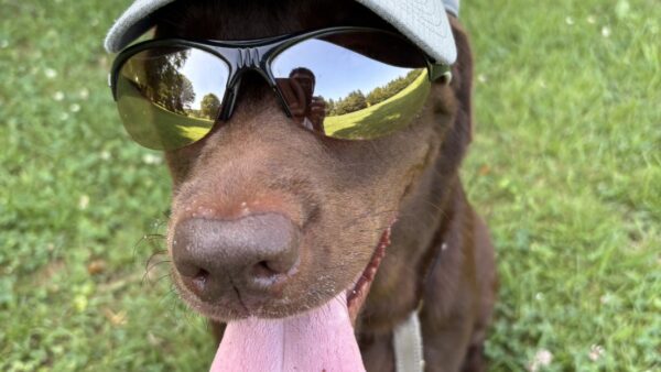 犬との夏散歩｜リアル日記②